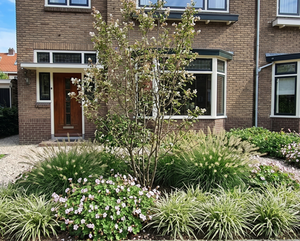 Dwergkrentenboompje - Amelanchier spicata