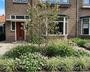 Dwergkrentenboompje - Amelanchier spicata