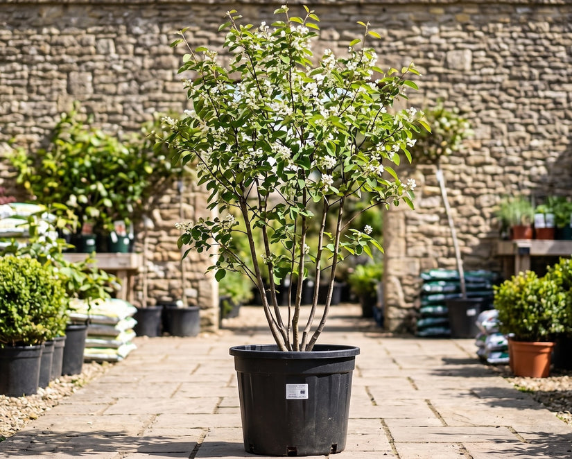 c80 pot 175 cm