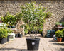 c80 pot 175 cm