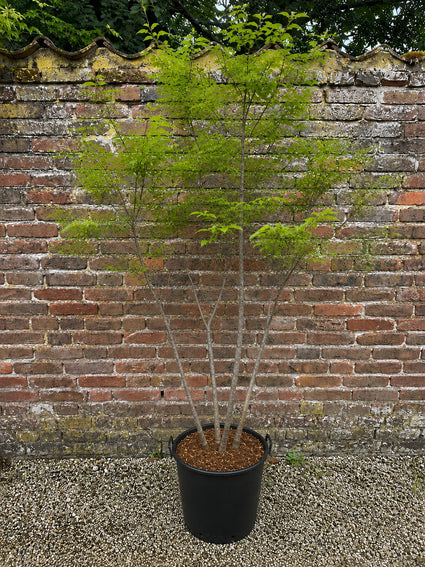 voorbeeld c10 pot - hoogte 150-175 cm amerikaans krentenboompje amelanchier lamarckii in blad
