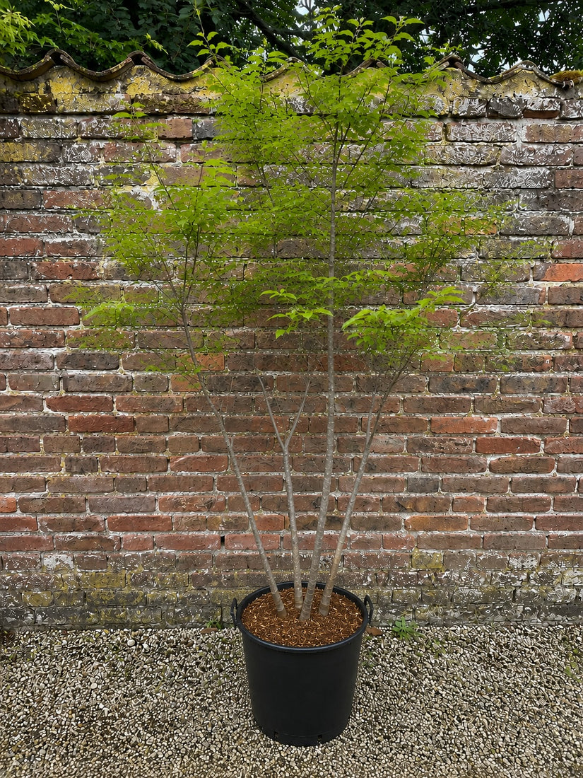 voorbeeld c10 pot - hoogte 150-175 cm amerikaans krentenboompje amelanchier lamarckii in blad