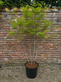 voorbeeld c10 pot - hoogte 150-175 cm amerikaans krentenboompje amelanchier lamarckii in blad