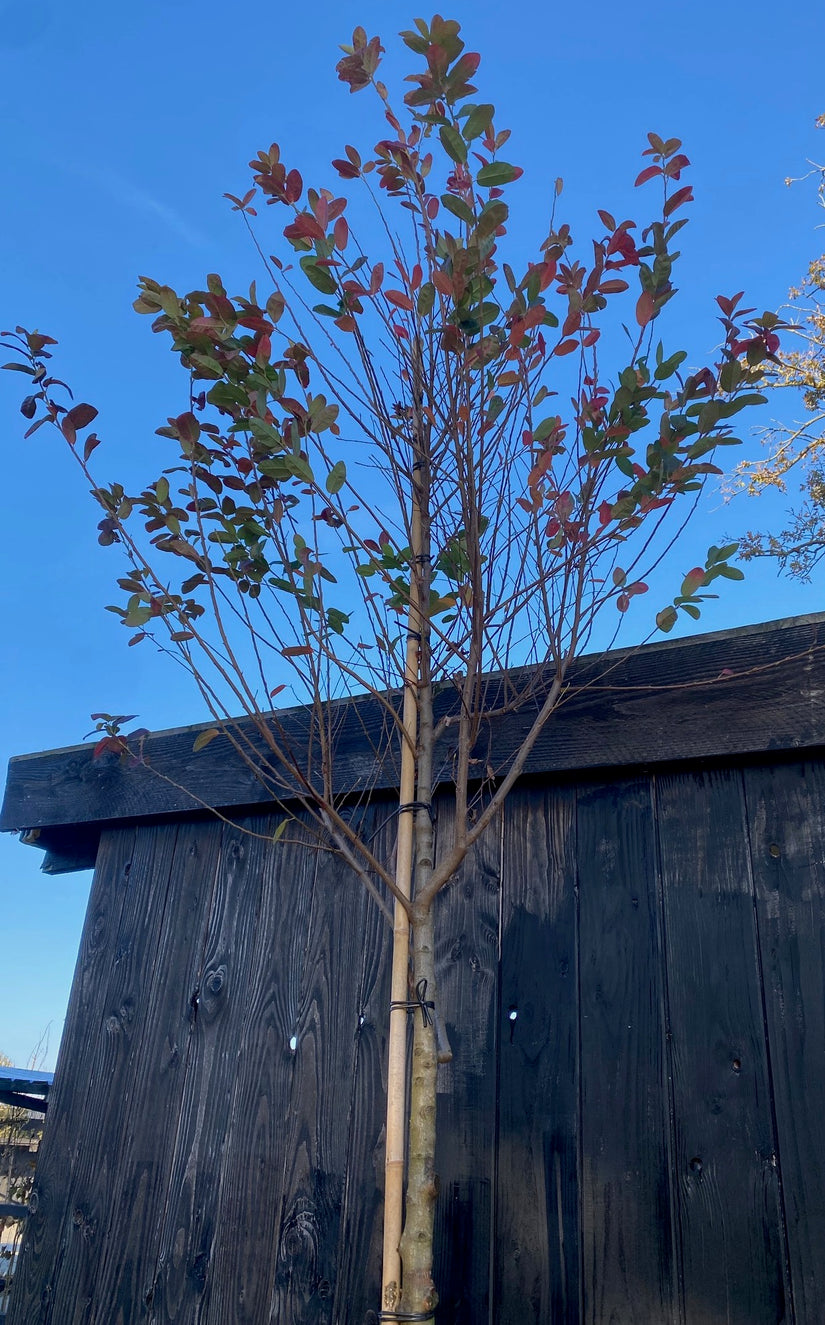 Amerikaans krentenboompje (Hoogstam) - Amelanchier lamarckii op hoge stam