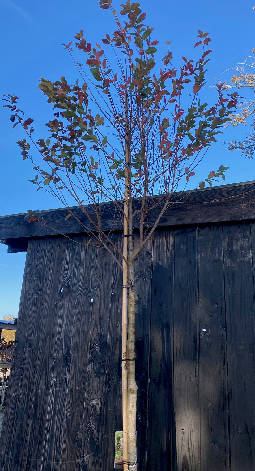 Amerikaans krentenboompje (Hoogstam) - Amelanchier lamarckii op hoge stam