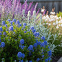 Amerikaanse sering - Ceanothus arboreus 'Julia Phelps'
