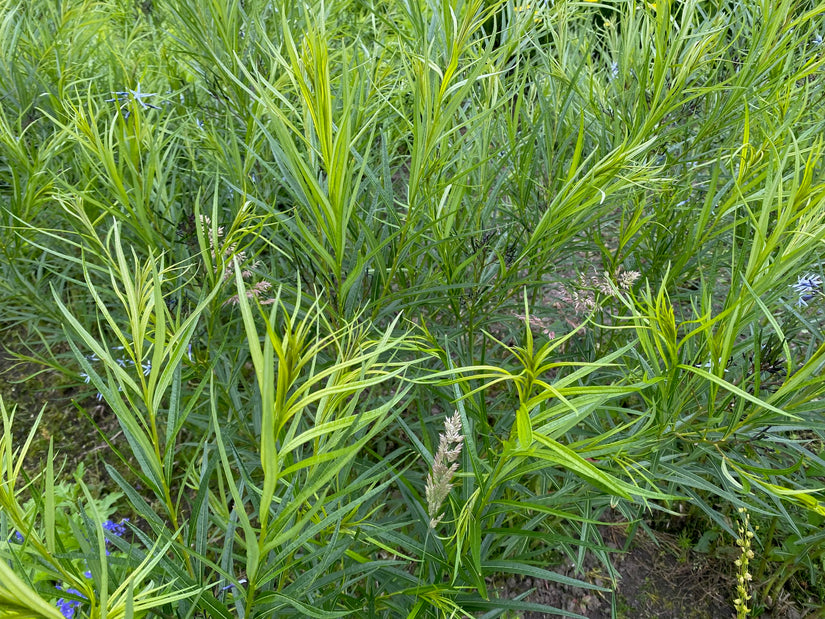 Biologisch Stermaagdenpalm - Amsonia hubrichtii