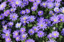 Blauwe Anemoon (Hoogte 15 cm) - Anemone blanda TIP