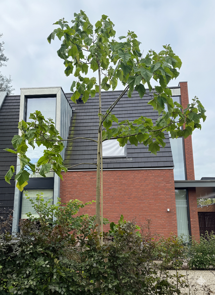 Anna Paulownaboom - Paulownia tomentosa
