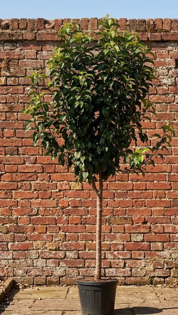Appelboom Halfstam - Malus domestica 'Elstar'