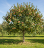 volgroeide hoogstam appelboom jonagold