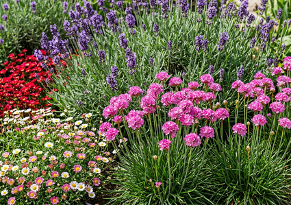 Armeria maritima 'Splendens' in border met lavendel munstead, Muurfijnstraal 'Erigeron karvinskianus', steenbreek saxifraga red
