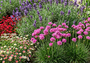 Armeria maritima 'Splendens' in border met lavendel munstead, Muurfijnstraal 'Erigeron karvinskianus', steenbreek saxifraga red