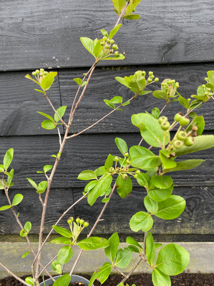 Appelbes - Aronia prunifolia 'Viking'