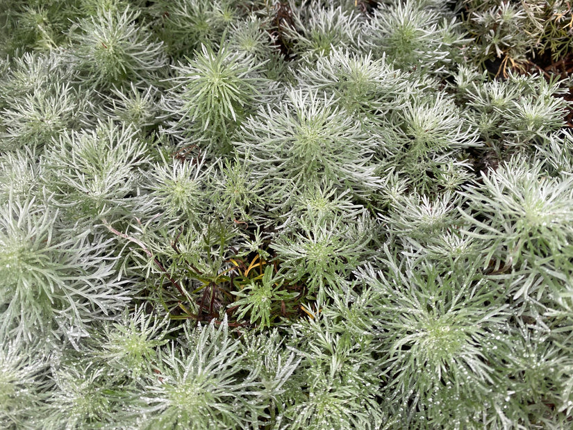 Bijvoet / Alsem - Artemisia schmidtiana 'Nana'