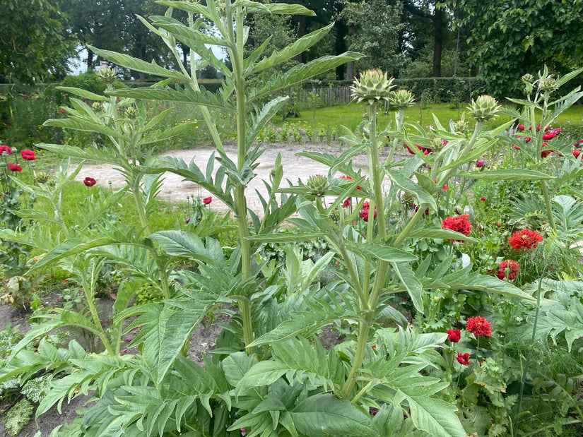 Artisjok - Cynara scolymus