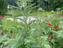 Artisjok - Cynara scolymus