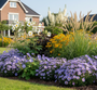 sfeerimpressie - Aster 'Professor Anton Kippenberg' in zonnige border met Herfstanemoon honorine jobert, Zilverkaars 'Actaea' racemosa, Gele Zonnehoed 'Rudbeckia' en siergrassen zoals struisriet calamagrostis karl foerster en lampenpoetsersgras 'Pennisetum' hameln. Aan de rand  met Klokjesbloem 'Campanula' en Tuingeraniums rozanne