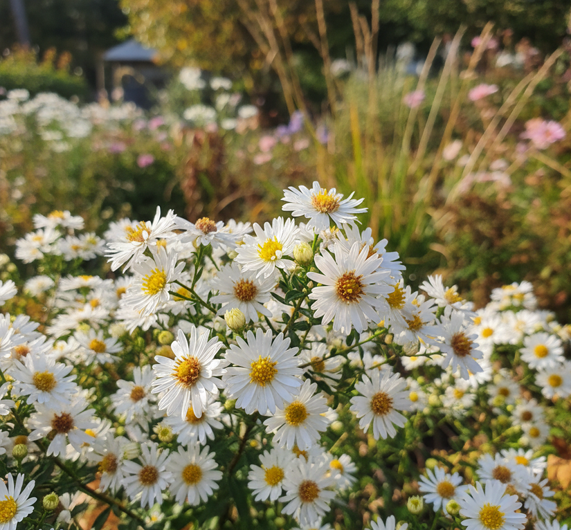 Herfstaster (Hoogte 50 cm, Wit/lichtroze) - Aster ageratoides 'Asmo'