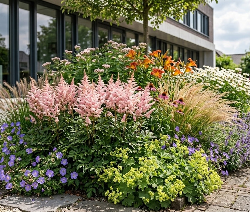 Spierstruik - Astilbe 'Europa'
