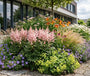 Spierstruik - Astilbe 'Europa'