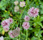 Zeeuws knoopje (Rosa) - Astrantia major 'Roma' TIP