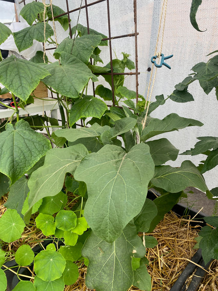 Aubergine - Solanum melongena