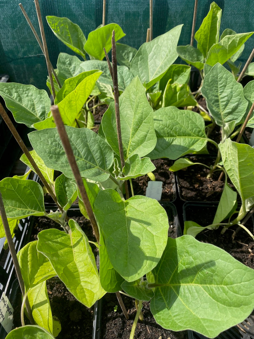 Aubergine - Solanum melongena