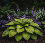 Hartlelie - Hosta 'August Moon'
