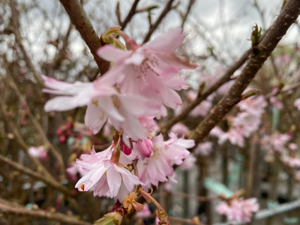 Sierkers op stam - Prunus subhirtella 'Autumnalis Rosea' Halfstam