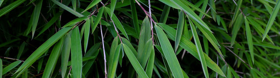 Bamboe - Fargesia nitida 'Nymphenburg'