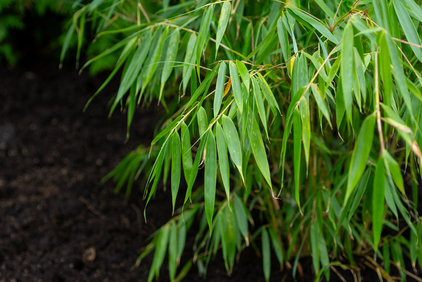 Bamboe - Fargesia robusta 'Pingwu' (Woekert niet)