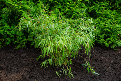 Bamboe - Fargesia robusta 'Pingwu' (Woekert niet)