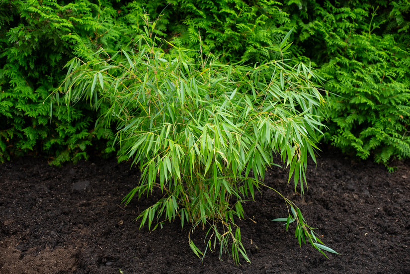 Bamboe - Fargesia robusta 'Pingwu' (Woekert niet)