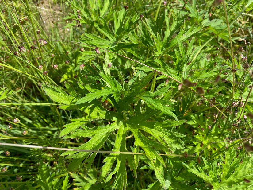 Beemdooievaarsbek - Geranium pratense