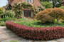 Japanse zuurbes - Berberis thunbergii 'Atropurpurea Nana'