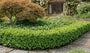 Japanse zuurbes - Berberis thunbergii 'Kobold'