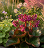 Schoenlappersplant Bergenia Rotblum (Roodbloem)