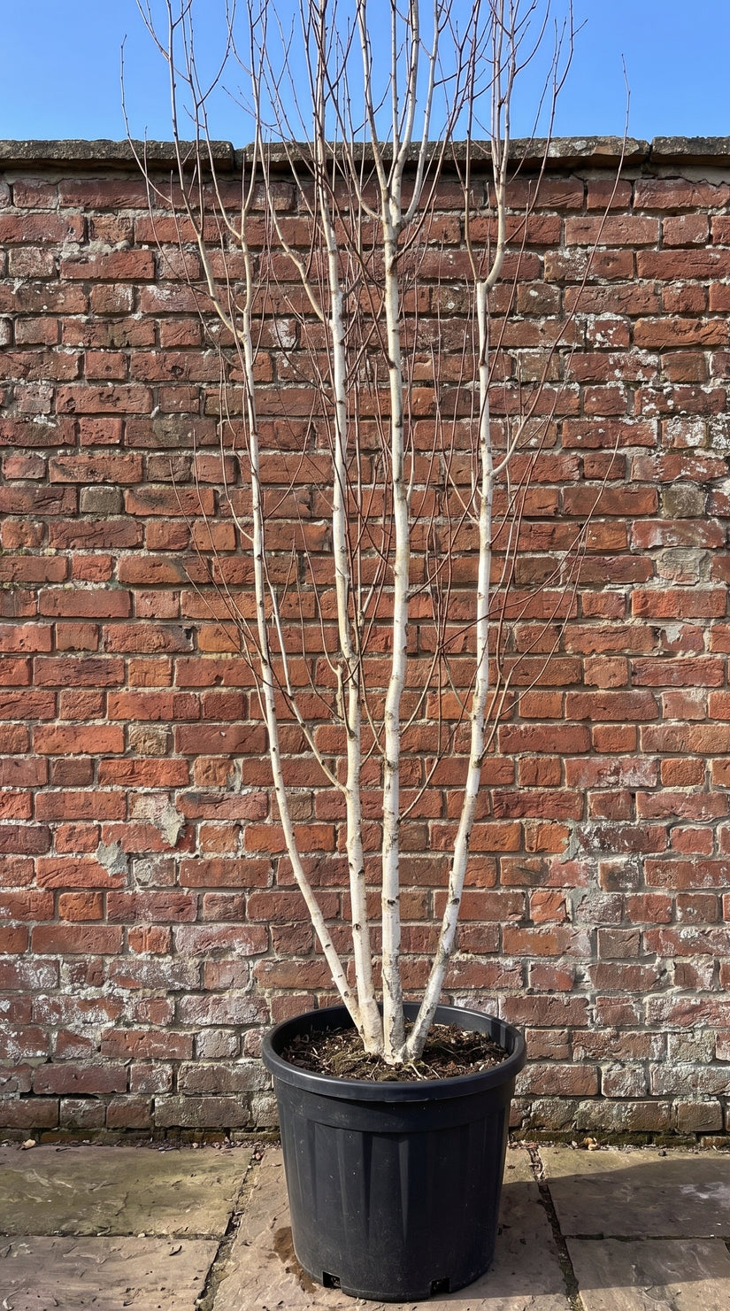 wintersilhouet berk doorenbos multistam