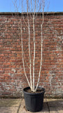 wintersilhouet berk doorenbos multistam