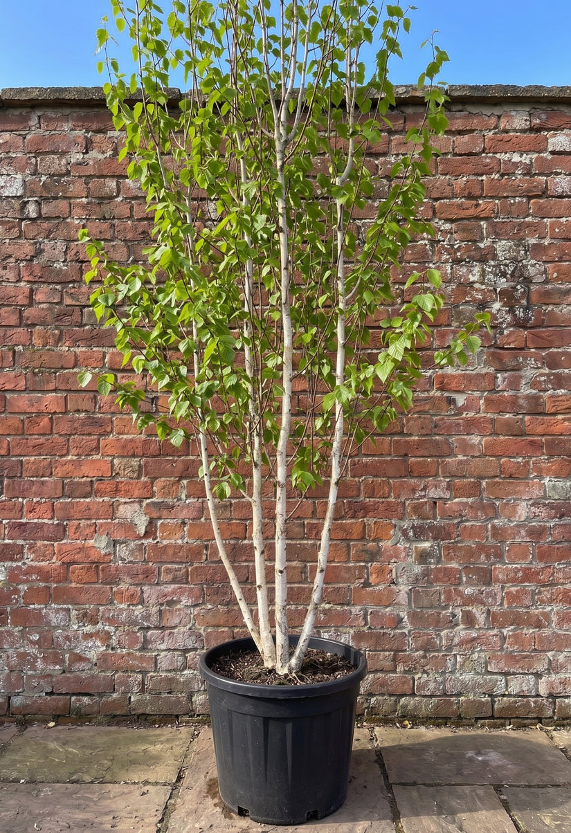 Berk - Betula Utilis 'Doorenbos'