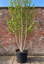 Berk - Betula Utilis 'Doorenbos'