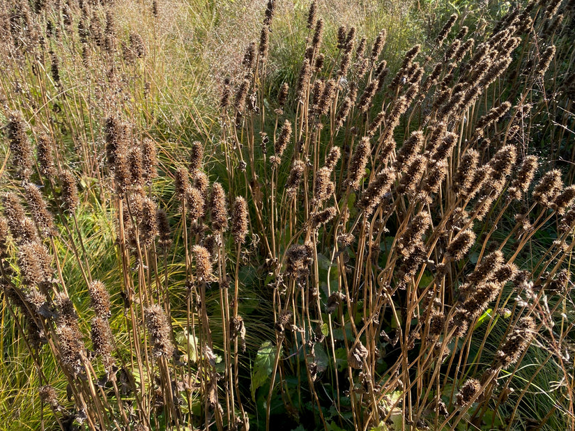 Stachys officinalis - Betonie (inheems)