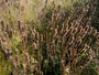 Stachys officinalis - Betonie (inheems)