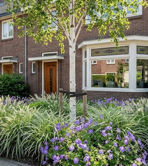 Hoogstam boom