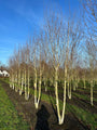 Berk - Betula Utilis 'Doorenbos'