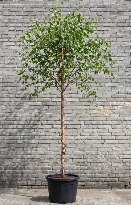 Zwarte berk (Hoogstam) - Betula nigra