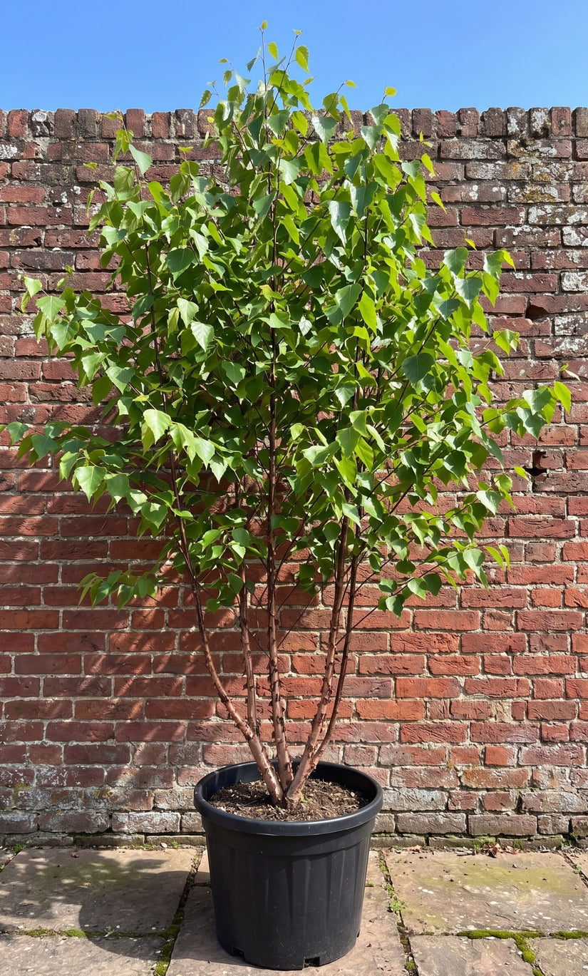 Meerstammige Zwarte berk - Betula 'Nigra'