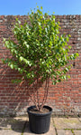 Meerstammige Zwarte berk - Betula 'Nigra'