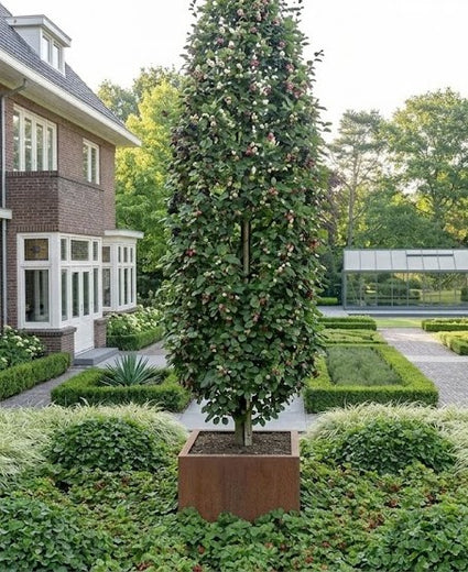 Zuil moerbei - Morus rotundiloba 'Mojo Berry'